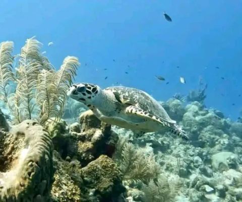 Tramena Office (Snorkel, Dive, Komodo Tour & Kayak/SUP Hire)