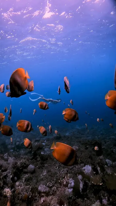 Arlan underwater photo video and guide 3