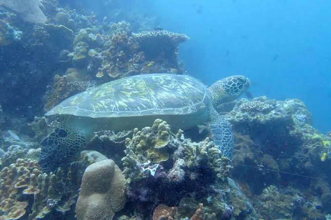 Turtle Point 1