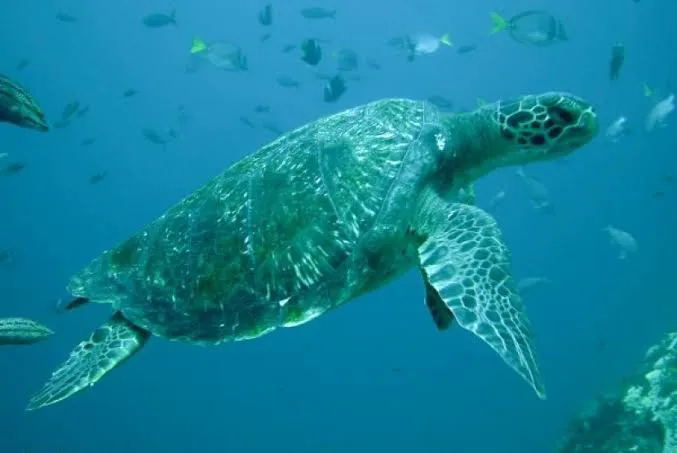 Turtle Point 0