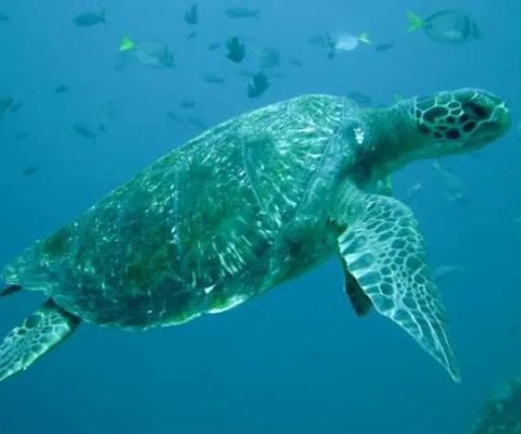 Turtle Point