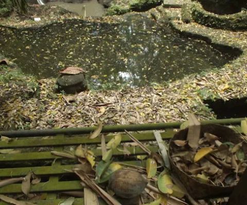 Umo Dauh Pangkung