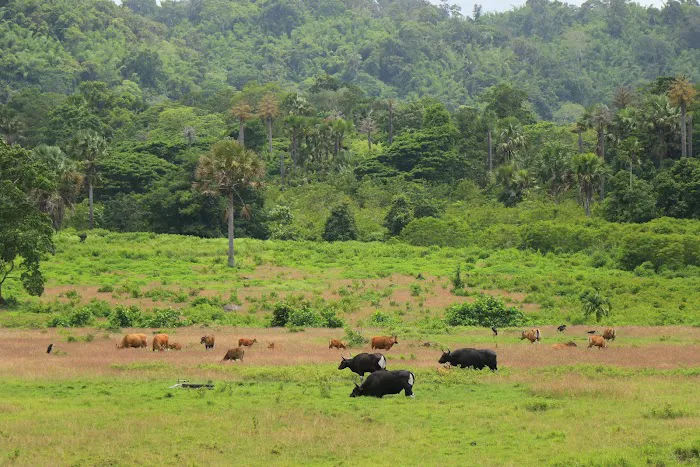 Alas Purwo National Park 0