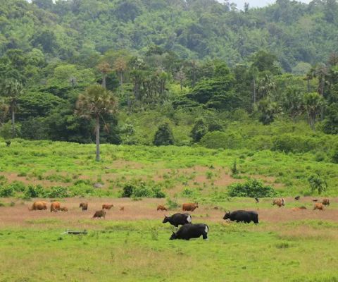 Alas Purwo National Park
