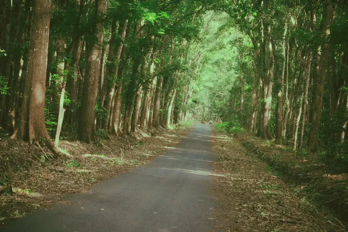 Alas Purwo National Park 5
