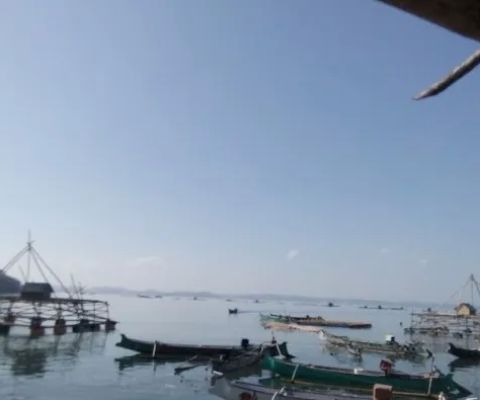 Gili linus