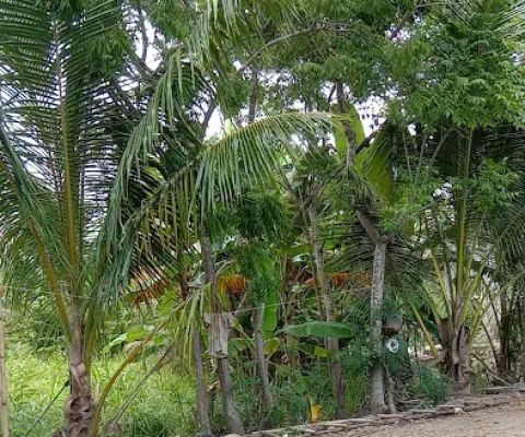 Balin sudianto negara
