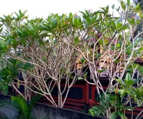 Vira tanaman hias bali
