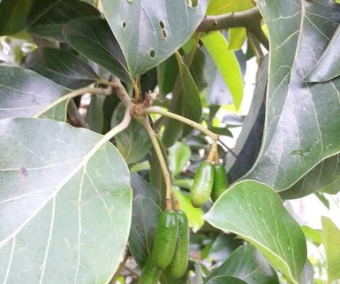 Kebun Alpukat GST
