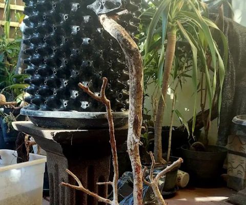 BONSAI GRIYA KAHURIPAN SURABAYA