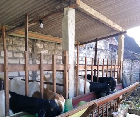 Peternakan kambing etawa