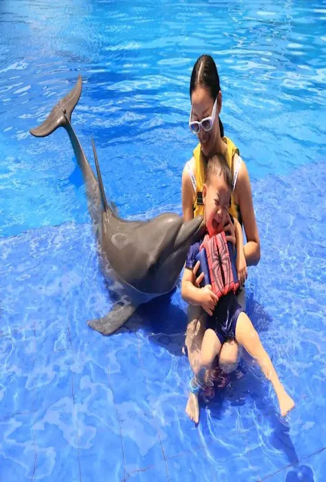 Bali Dolphins Tour & Dolphins Watching 1