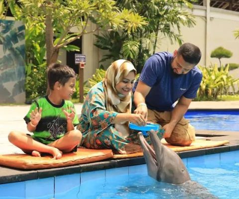 Bali Dolphins Tour & Dolphins Watching