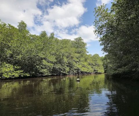 Virgin Mangrove