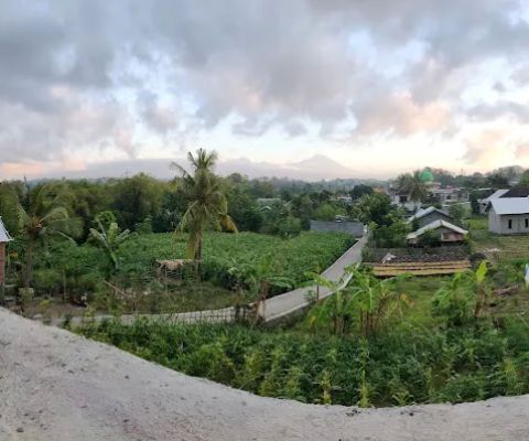 Montong rau