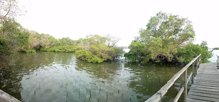 Mangrove Taman Sari 8