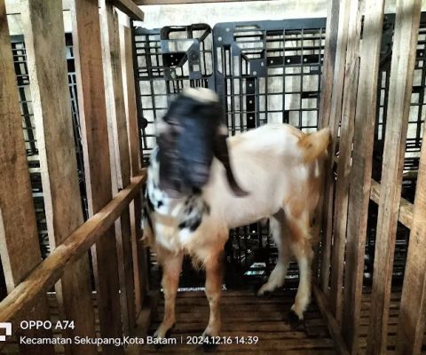 KANDANG KAMBING CAHAYA AMANAH