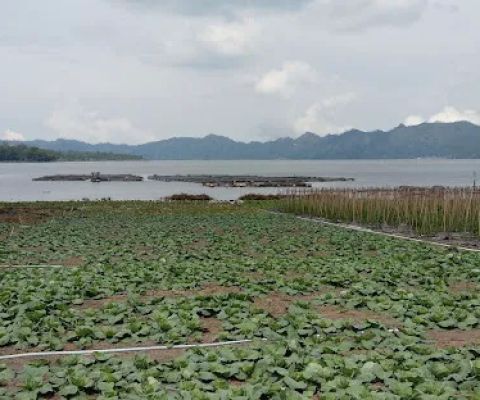 Kintamani