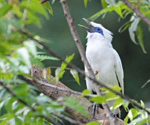 Bali Myna Release Center