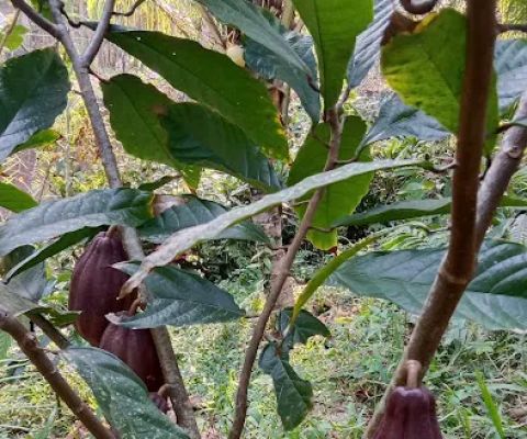 Cocoa Farm
