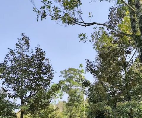 Kelompok Tani Bhuana Lestari Desa Pedawa