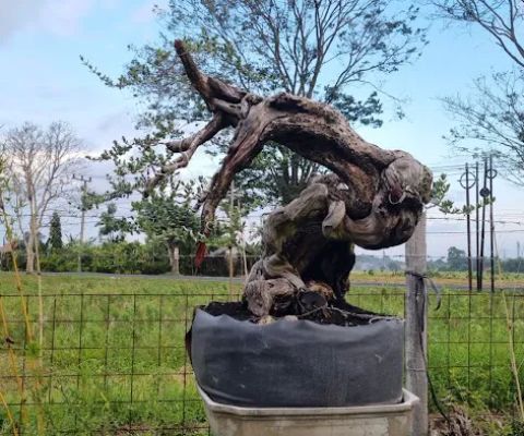 Pondok desa bonsai