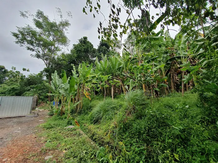 Kebun Alvin 1
