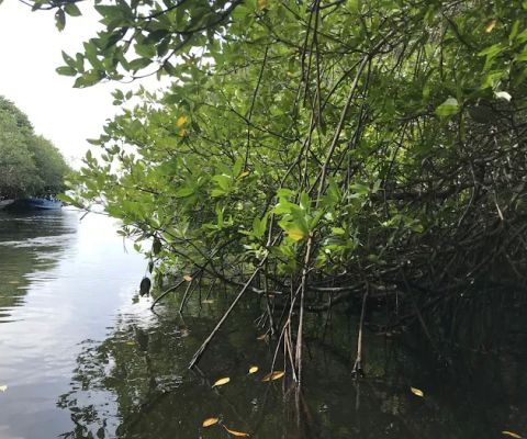 Mangrove Tour