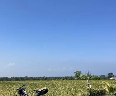 View persawahan