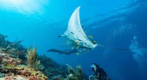 Sailing Through Diving With Mantas in Raja Ampat