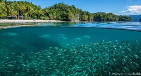 Why You Should Explore Marine Wildlife in Triton Bay