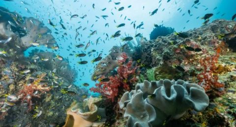 Exploring Marine Wildlife in Triton Bay: A Biodiversity Paradise
