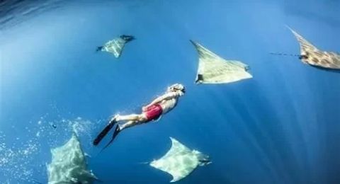 Why You Should Dive with Mantas in the Moluccas