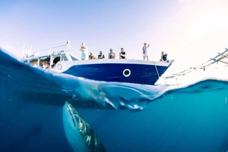 Breathtaking Sailing Expeditions in Triton Bay: A Paradise for Adventure Seekers