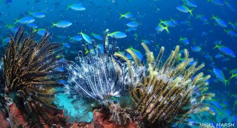 Breathtaking Once-in-a-Lifetime Journeys in Timor Sea