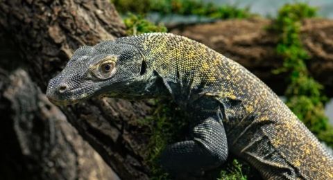 Uncover Marine Wildlife in Komodo: An Ocean Lover’s Paradise