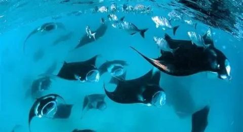 Breathtaking Diving With Mantas in Timor Sea: An Unforgettable Underwater Adventure