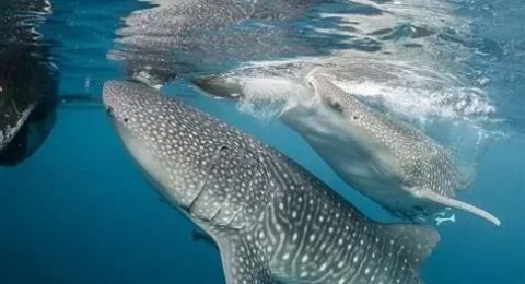 Planning Your Trip to Whale Shark Encounters in Raja Ampat