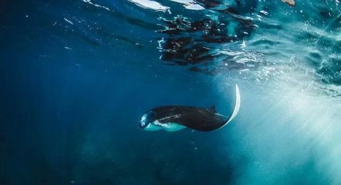 Luxury Meets Nature in Diving With Mantas in East Indonesia