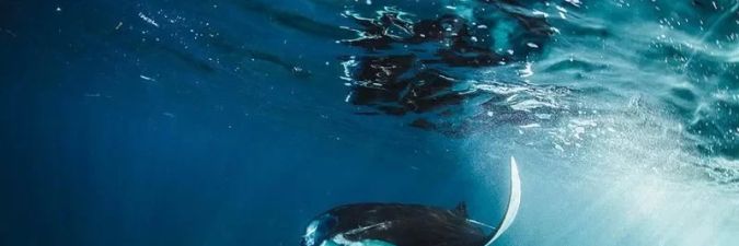 Luxury Meets Nature in Diving With Mantas in East Indonesia