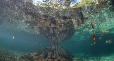 Sailing Through Underwater Worlds in Raja Ampat: A Voyage into Marine Paradise