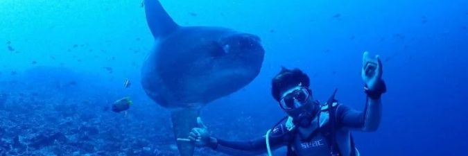 Once-in-a-Lifetime Marine Wildlife in Bali: Mantas, Mola Mola & Hidden Gems