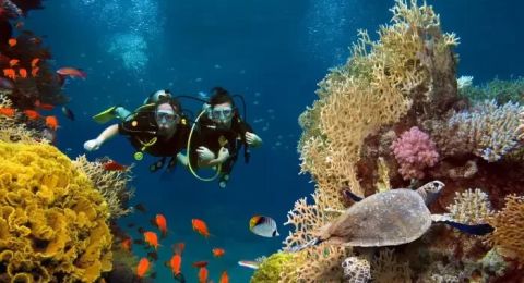 Inside Diving Adventures in East Indonesia: Top Sites and Marine Life