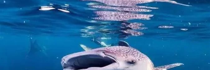 Incredible Whale Shark Encounters in Bali for Adventurous Travelers
