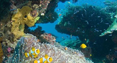 Breathtaking Underwater Worlds in Sumba – Explore Indonesia’s Hidden Diving Gem