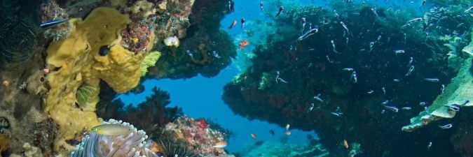 Breathtaking Underwater Worlds in Sumba – Explore Indonesia’s Hidden Diving Gem