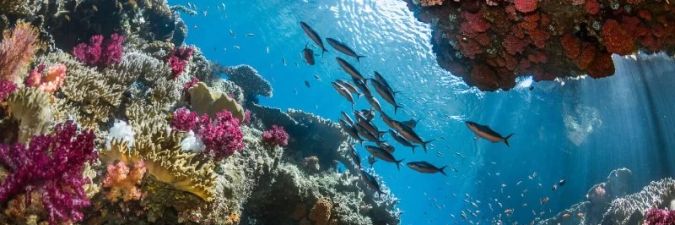 Discover the Best Marine Wildlife in Papua - Top Spots to Explore