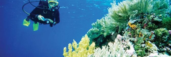Meet Diving with Mantas in Wakatobi: An Ultimate Dive Experience in Indonesia